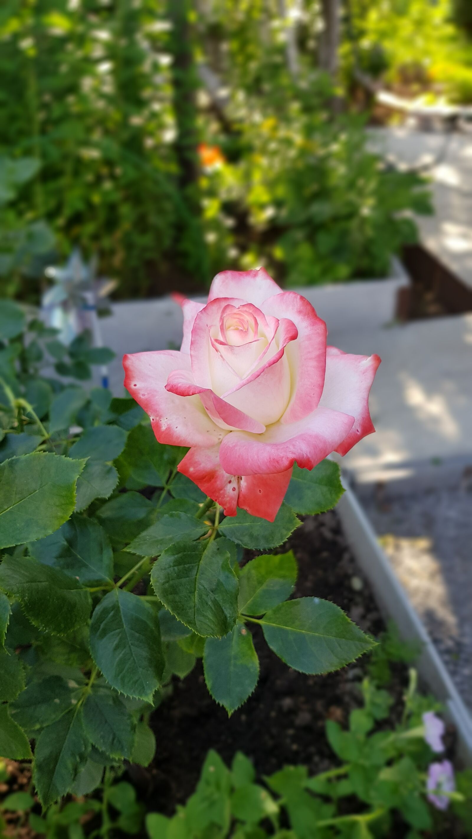 Samsung Galaxy S8 sample photo. Flowers, flower, bloom photography