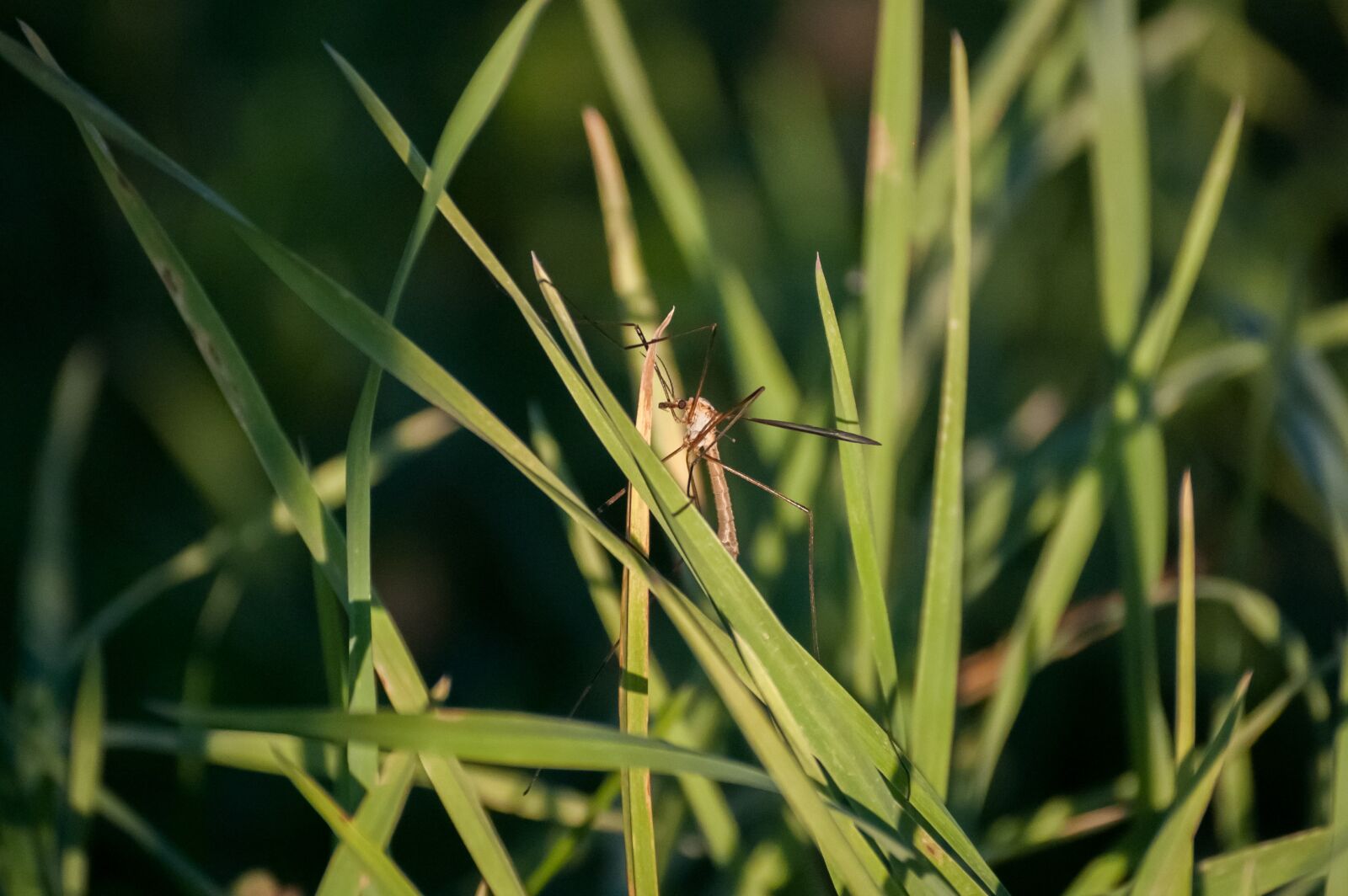 Nikon D40 sample photo. Insect, fauna, nature photography