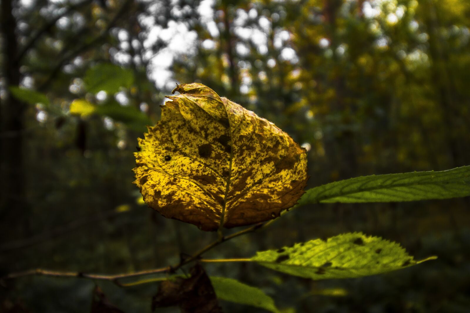 Canon EOS 7D + Canon EF-S 10-18mm F4.5–5.6 IS STM sample photo. Autumn, leaf, forest photography