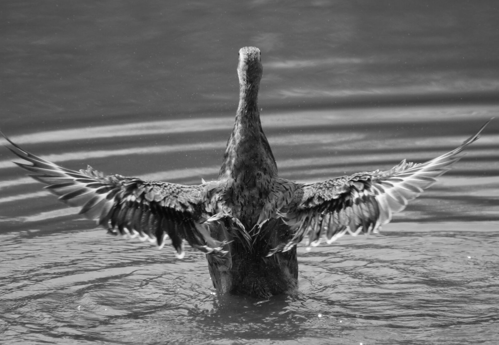 Canon EOS 1200D (EOS Rebel T5 / EOS Kiss X70 / EOS Hi) sample photo. Animal, bird, duck, wild photography