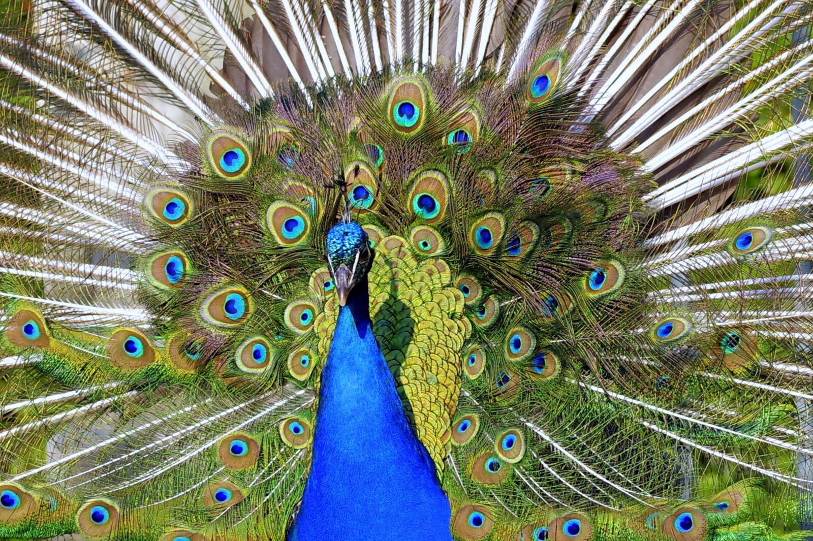 Pentax K-S2 sample photo. Peacock, tail, directly photography