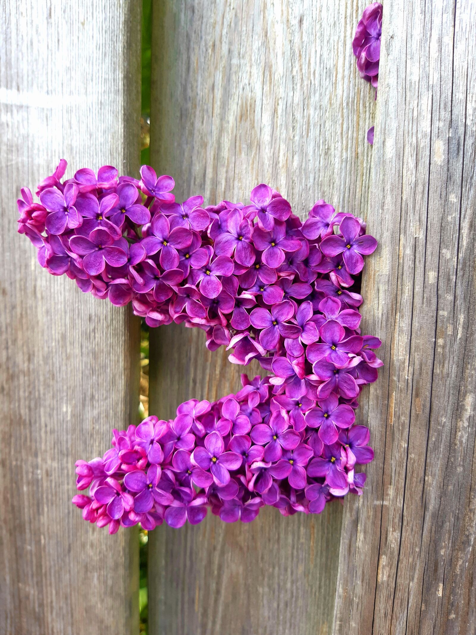 Samsung Galaxy A30 sample photo. Lilac, flowers, flower photography
