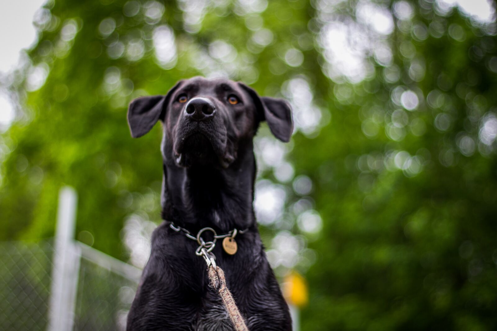 Canon EOS 60D + Canon EF 50mm F1.8 STM sample photo. Dog, head, nature photography