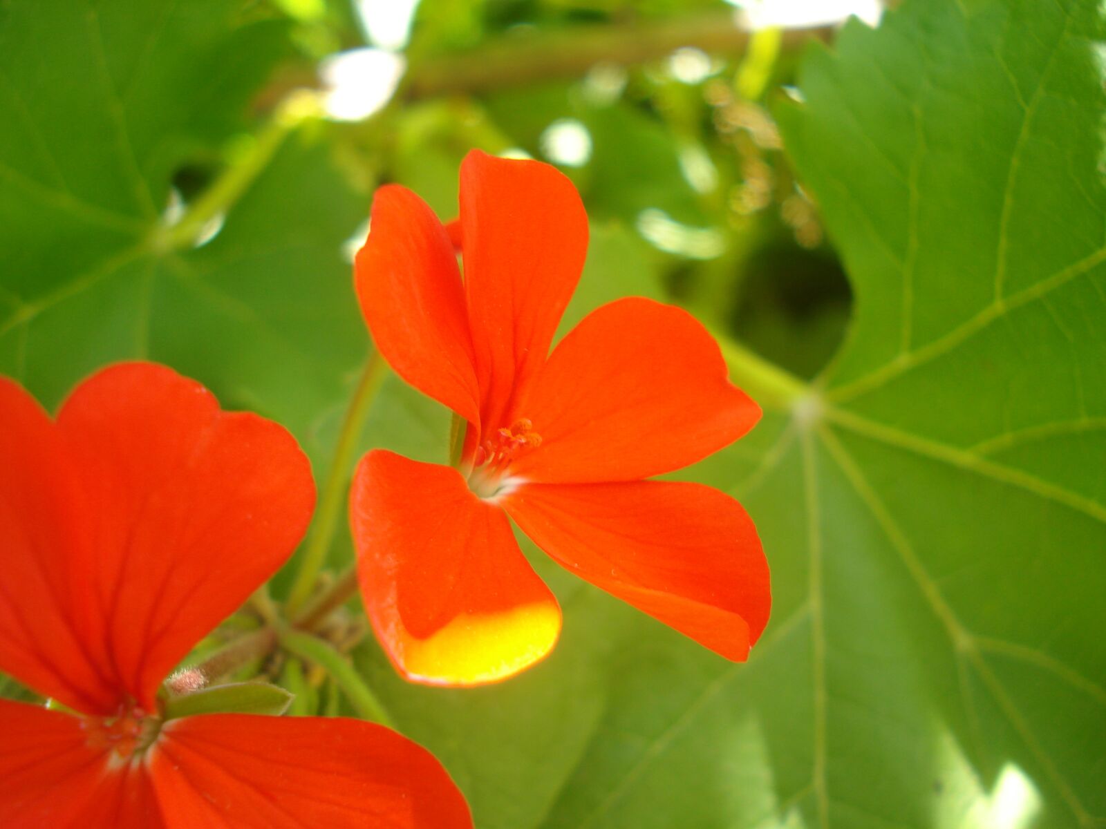 Sony DSC-W35 sample photo. Flower, macro, red photography