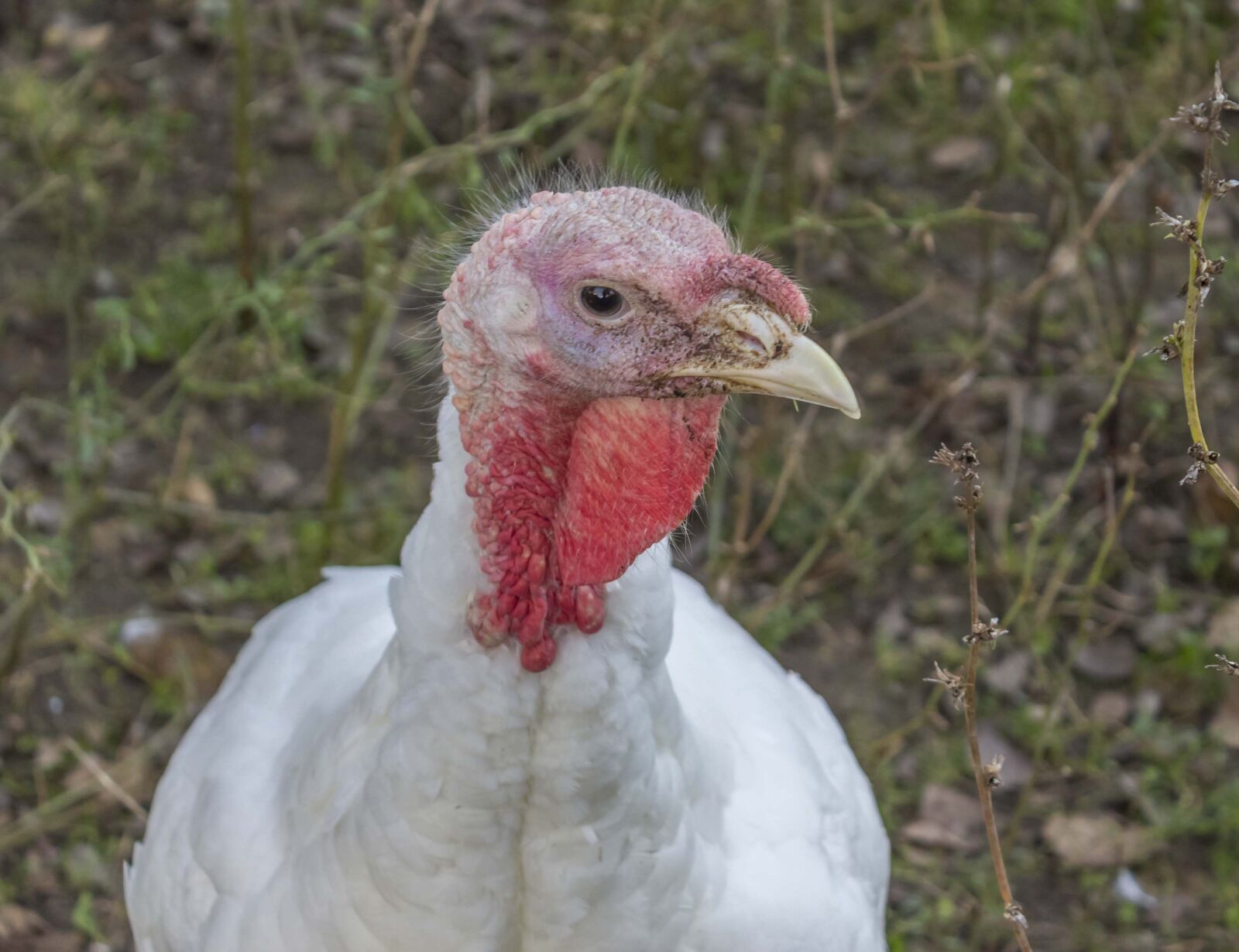 Canon EOS 600D (Rebel EOS T3i / EOS Kiss X5) sample photo. Turkey, animal, bird photography