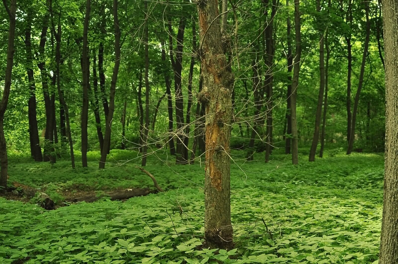 Nikon D90 sample photo. Tree, dry, spring photography