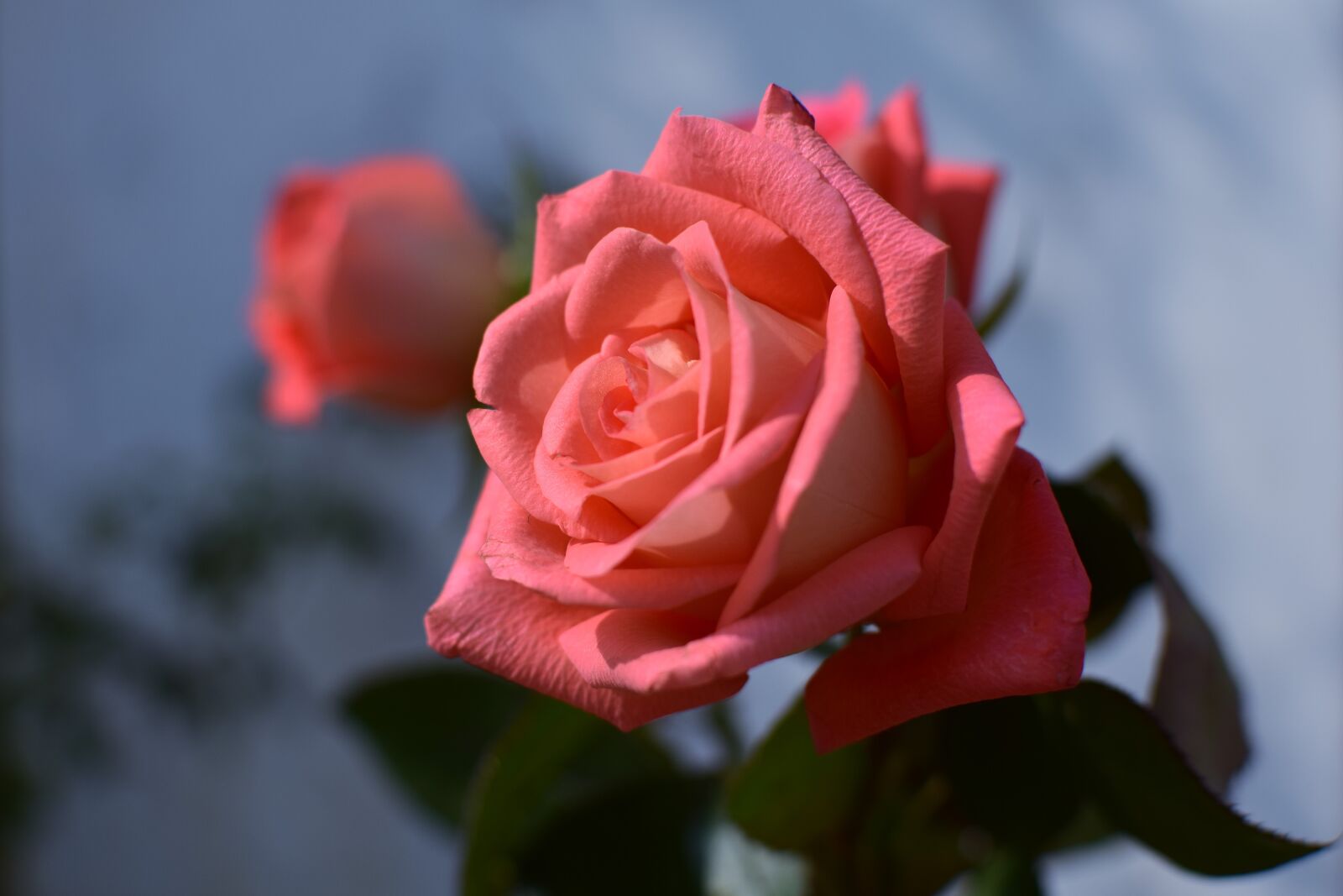 Nikon D5300 sample photo. Rose, flower, petal photography