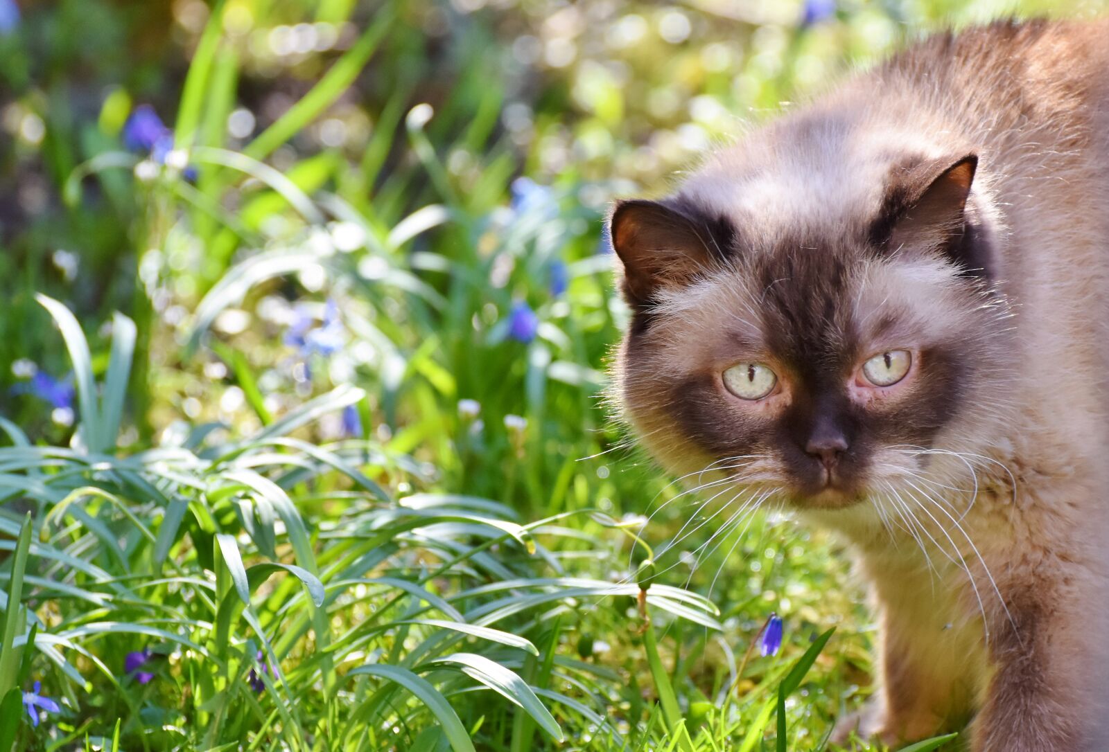 Nikon D7200 sample photo. Cat, breed cat, british photography