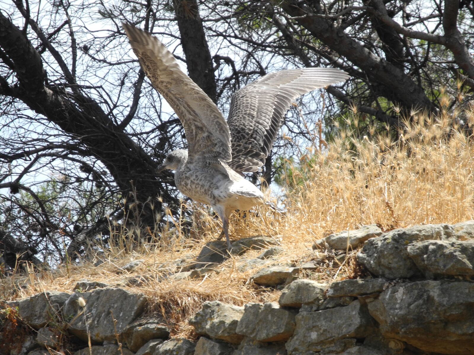 Nikon Coolpix P7000 sample photo. Gull, wings, plumage spotted photography