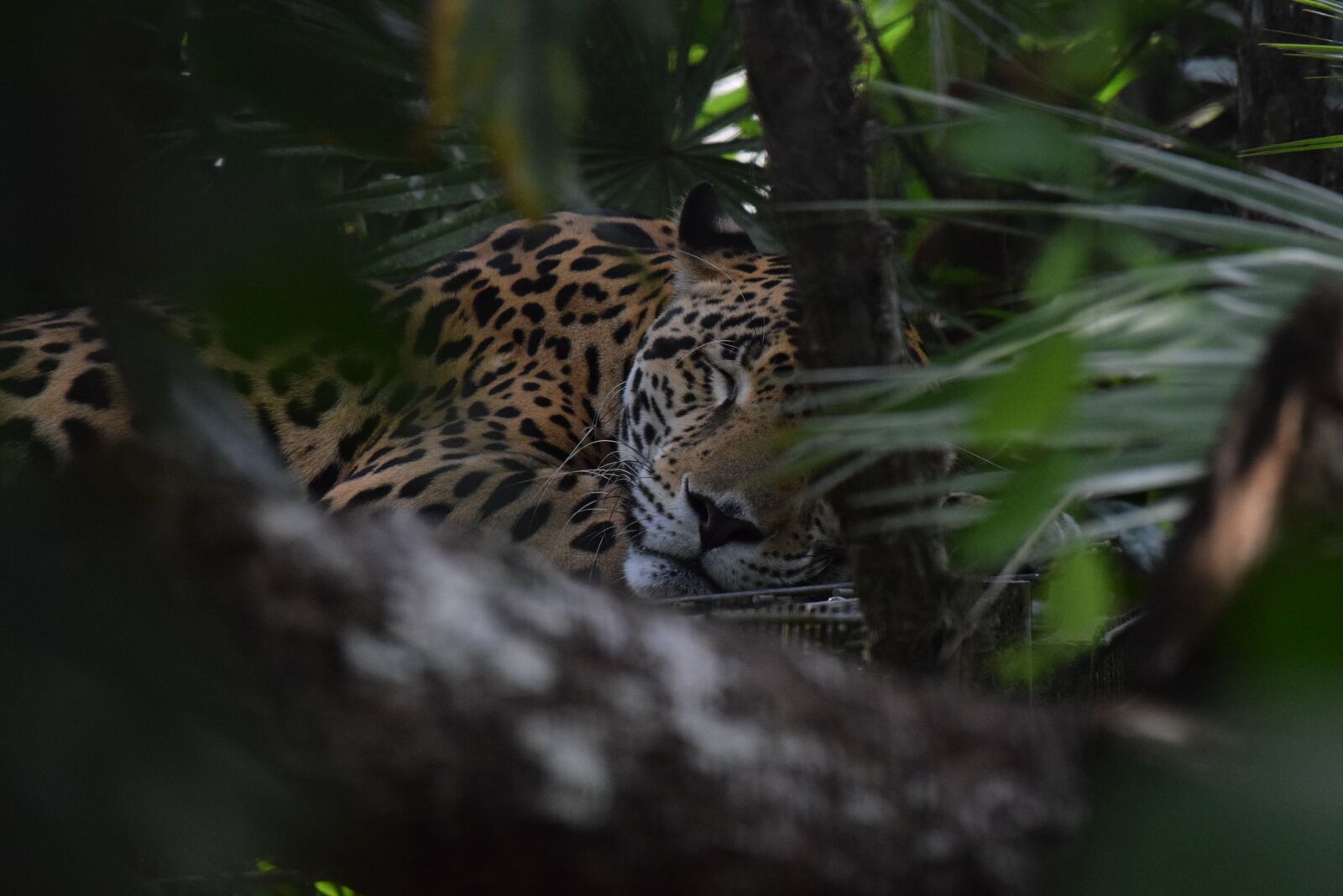 Nikon D3300 sample photo. Jaguar, belize, zoo photography