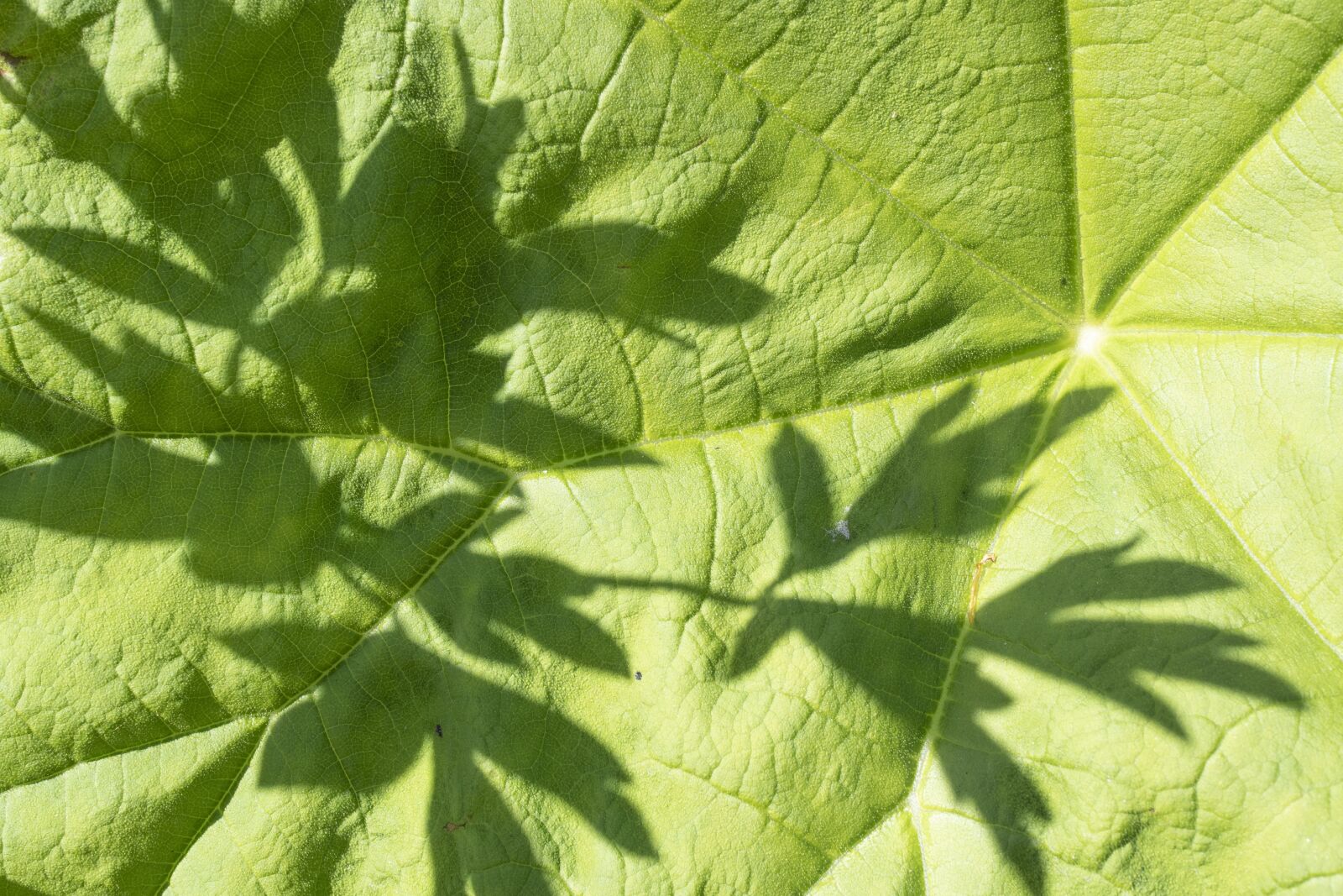 Olympus OM-D E-M5 II sample photo. Green, leaf, spring photography