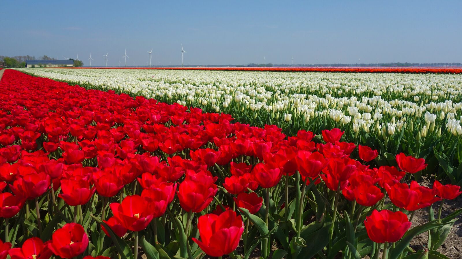 Sony Cyber-shot DSC-RX100 sample photo. Tulips, bulbs, tulip photography