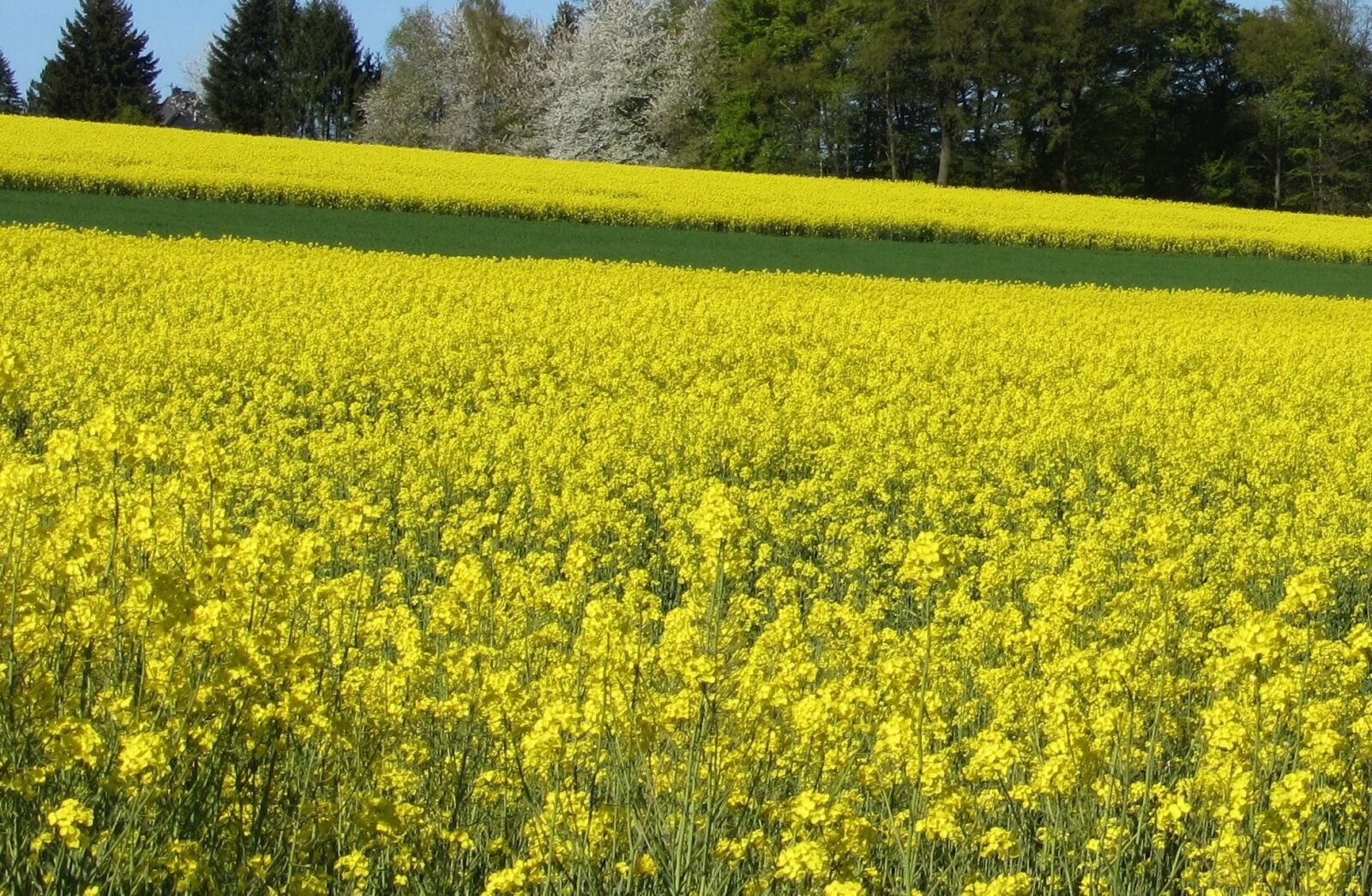 Canon PowerShot SX230 HS sample photo. Field of rapeseeds, oilseed photography