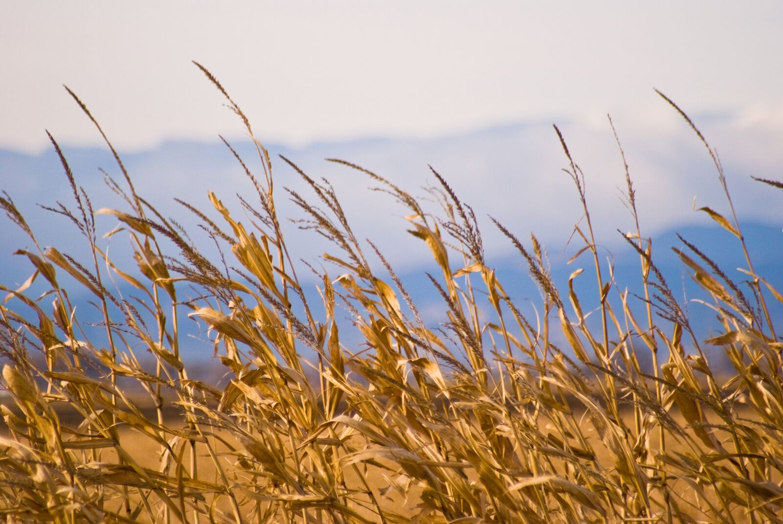 Sony Alpha DSLR-A100 sample photo. Close, up, grass photography