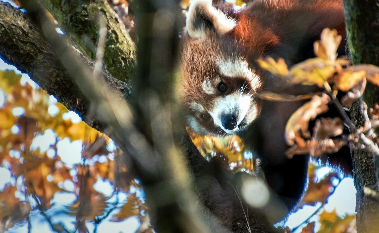 Canon EOS 70D sample photo. Animal, bear, camouflage, tree photography