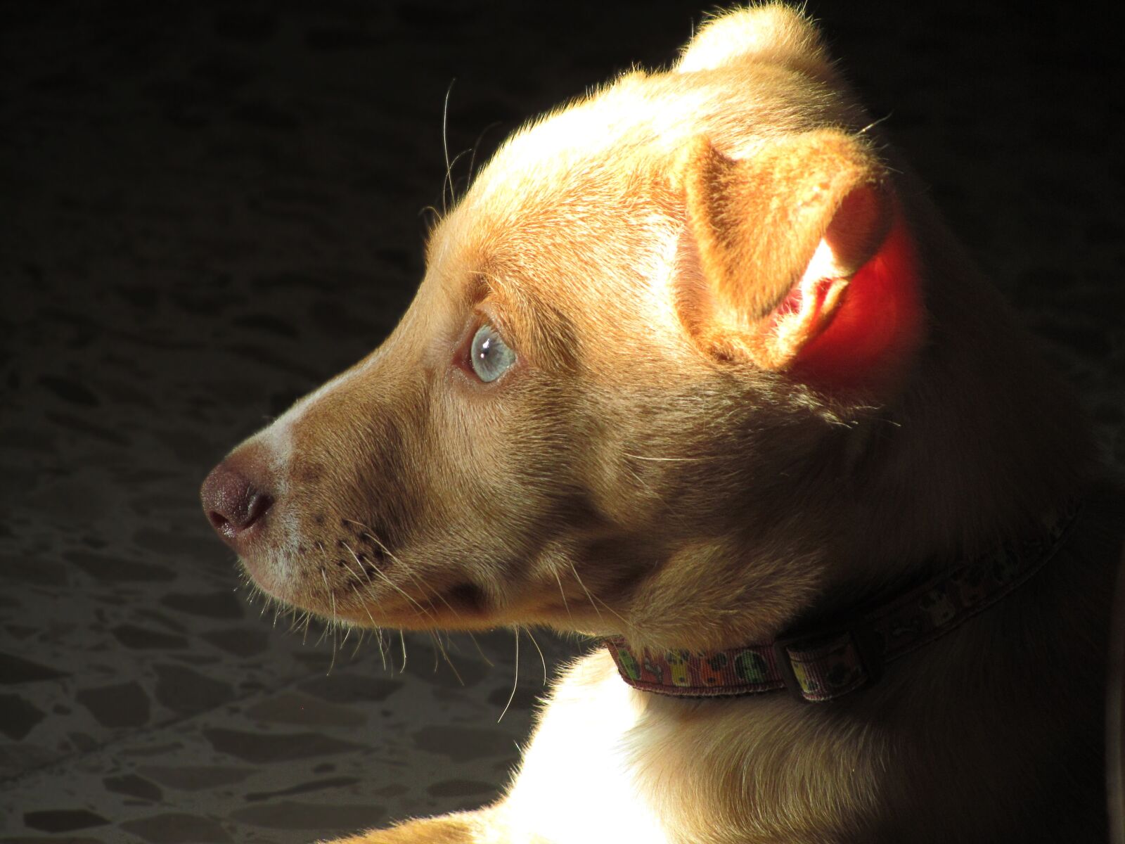 Canon PowerShot SX210 IS sample photo. Puppy, breeding, dog photography