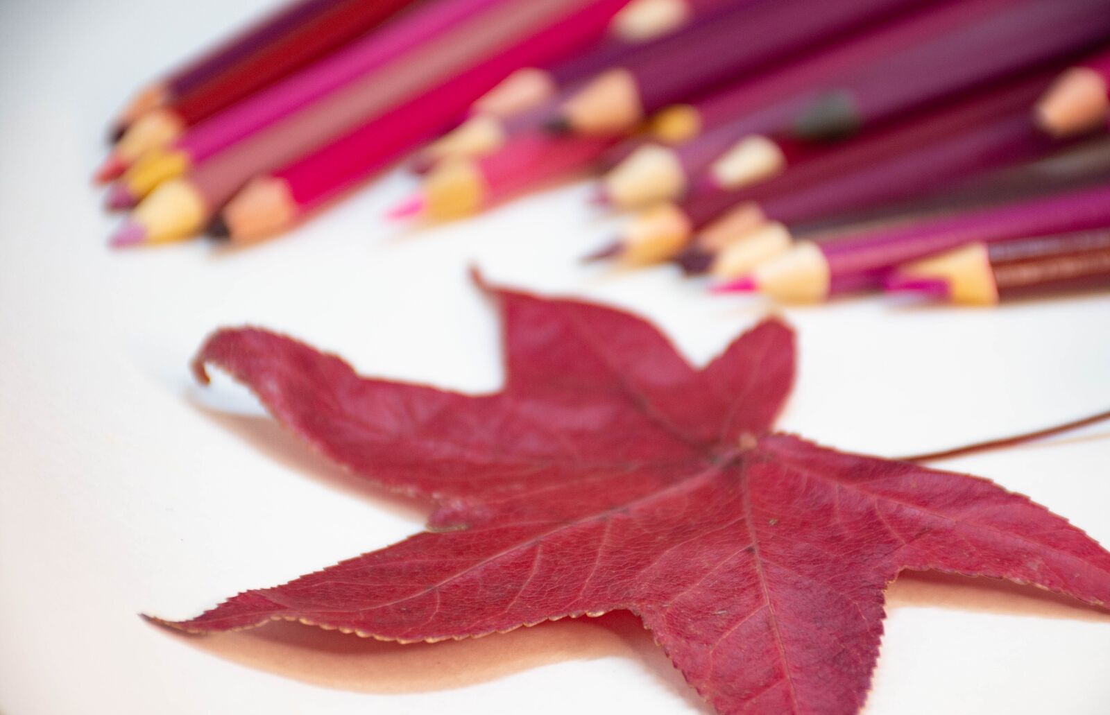 Nikon D7200 sample photo. Pencils, leaves, floral photography