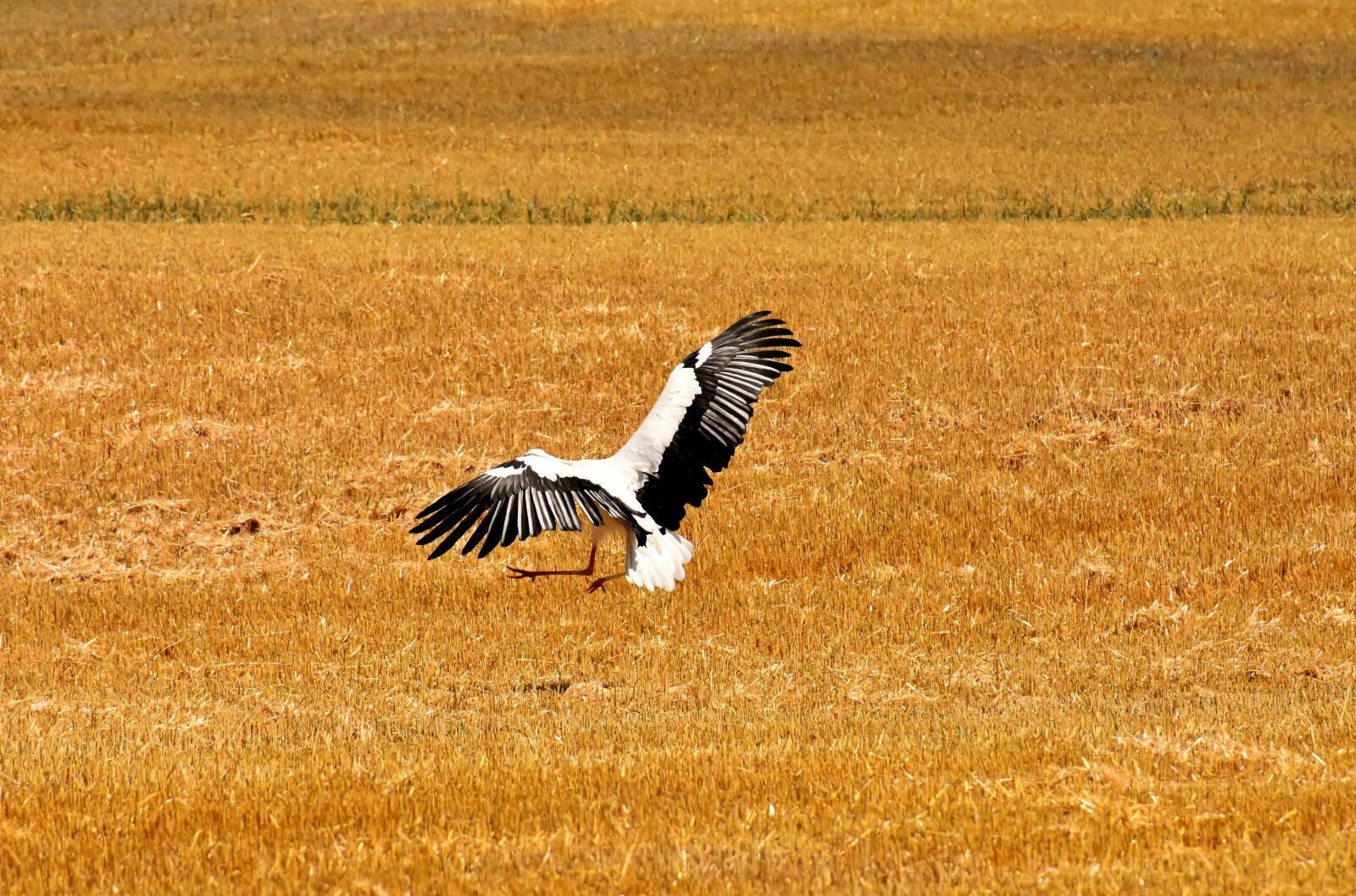 Nikon D7200 sample photo. Stork, flying, field photography