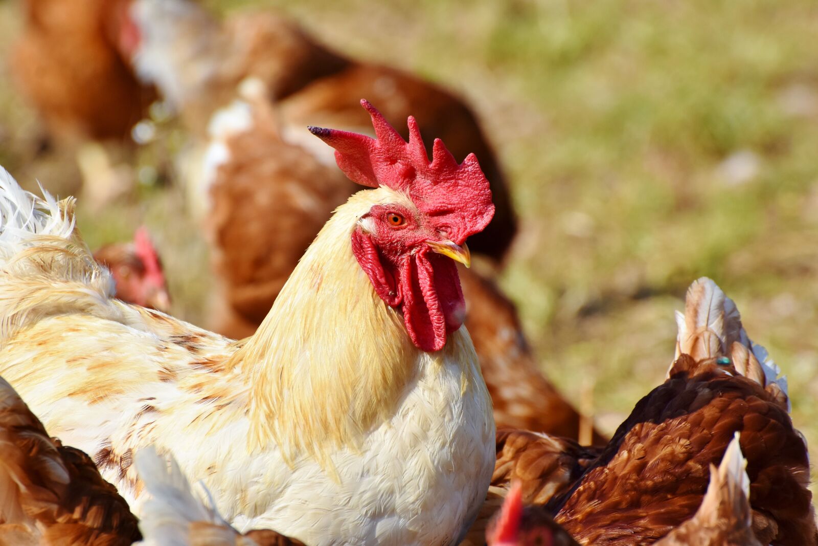 Nikon D7200 sample photo. Hahn, chickens, poultry photography