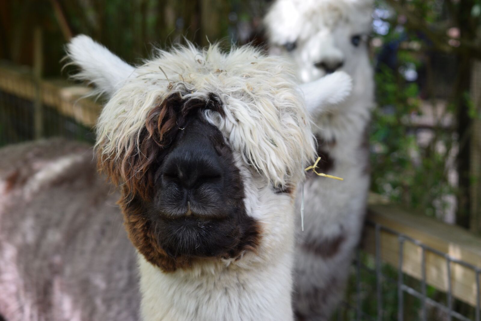 Nikon D5300 sample photo. Alpaca, zoo, wildlife photography