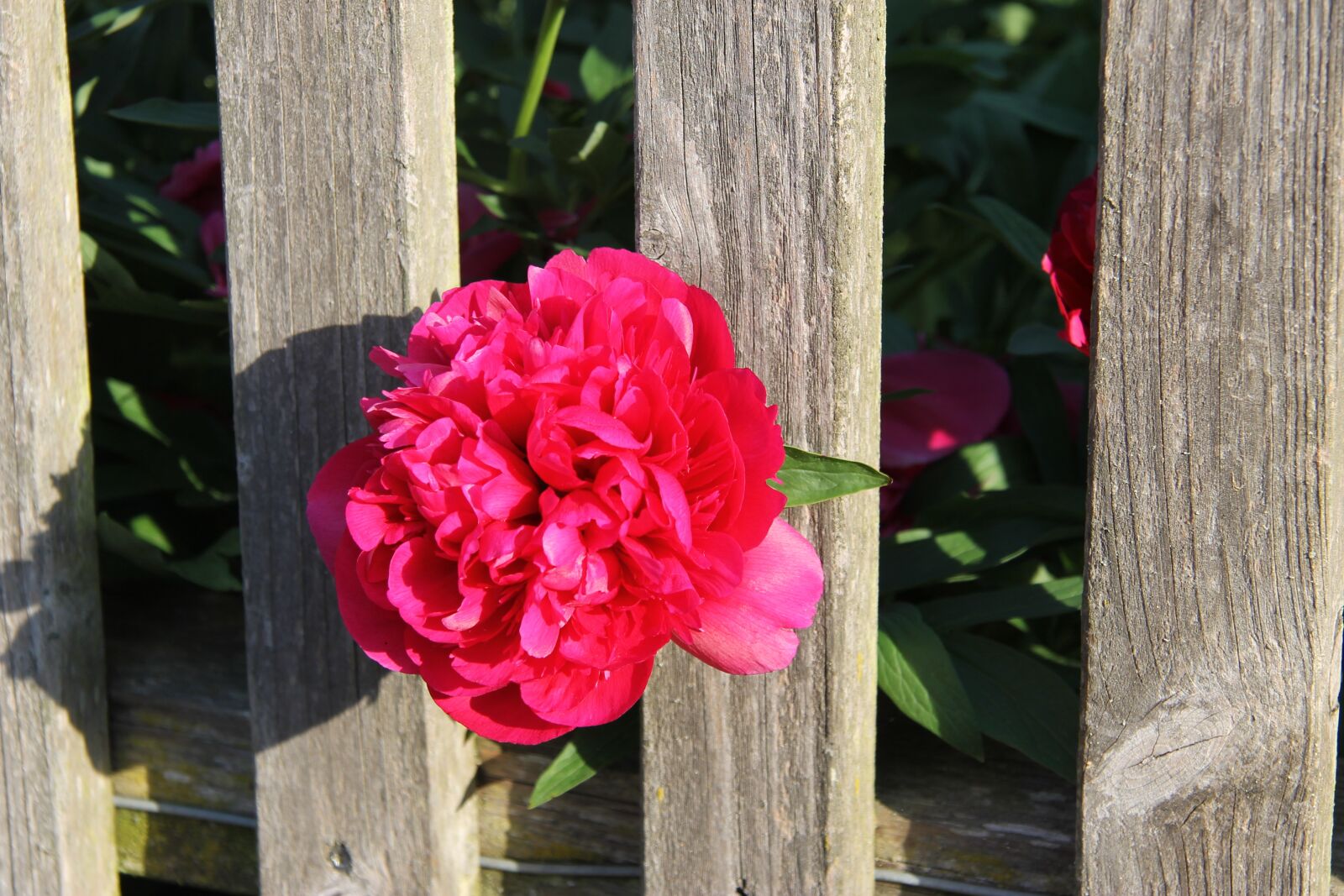Canon EF-S 17-85mm F4-5.6 IS USM sample photo. Peony, fence, blossom photography
