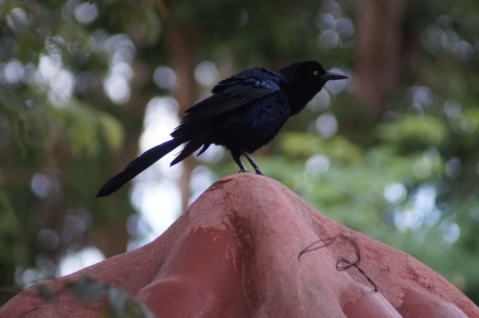 Sony SLT-A37 sample photo. Ave, profile, peak photography