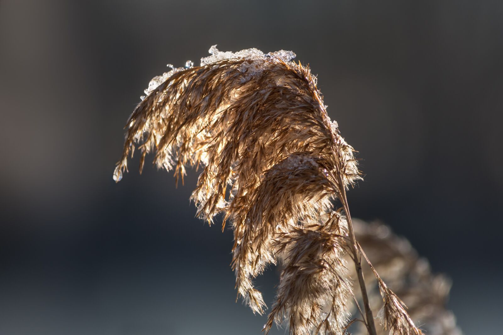 Nikon D7200 sample photo. Nature, reed, lake photography