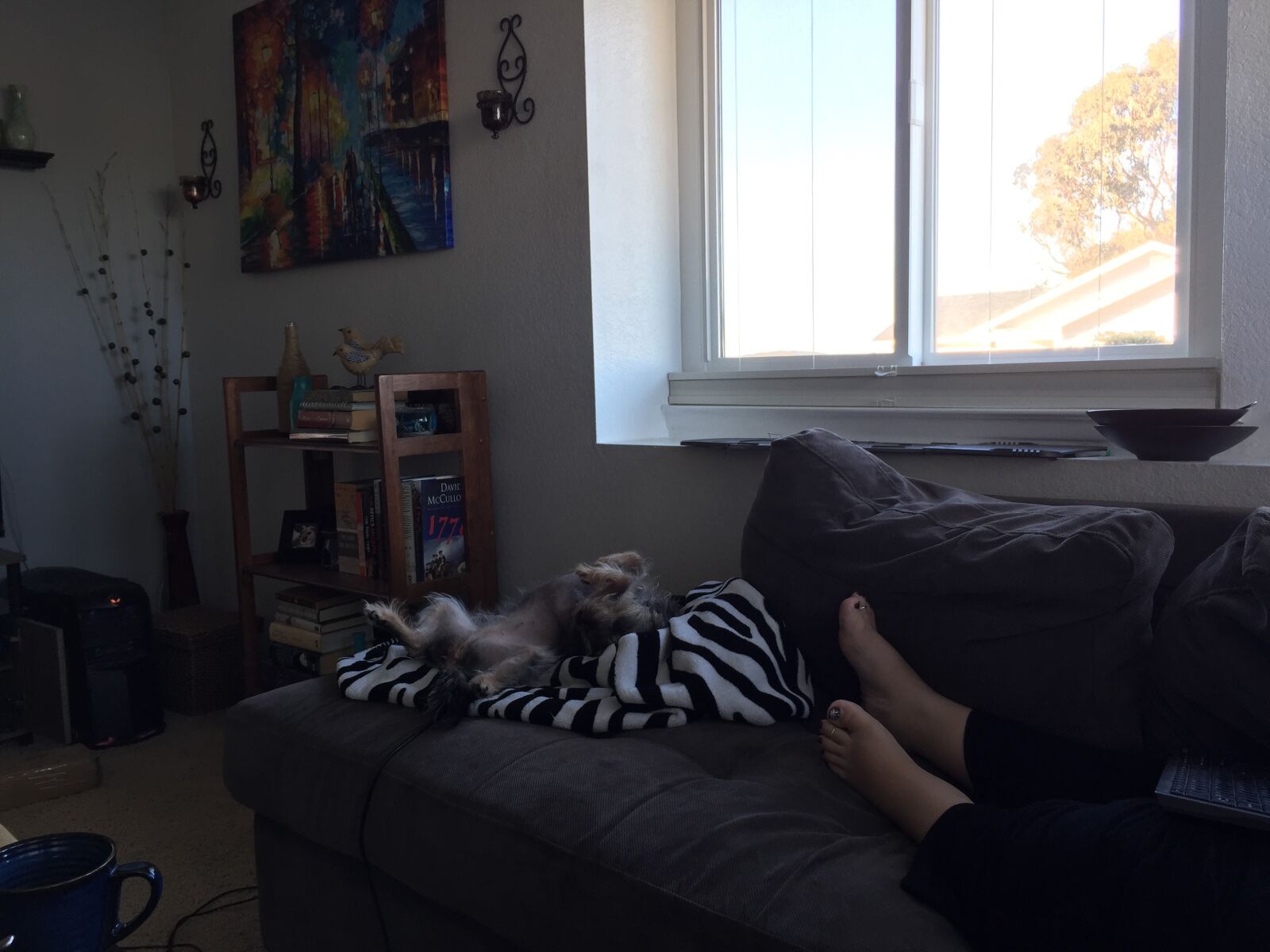 iPhone 6 Plus back camera 4.15mm f/2.2 sample photo. Dog, lazy, dog photography
