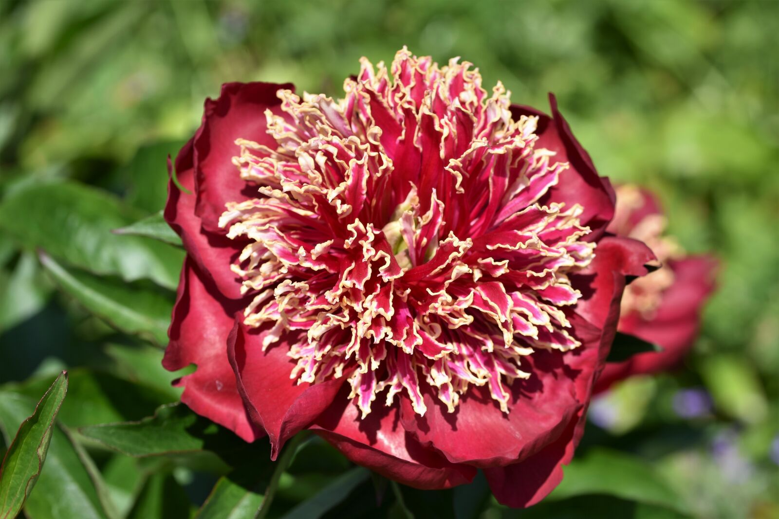 Nikon D7200 sample photo. Peony, rose, bud photography