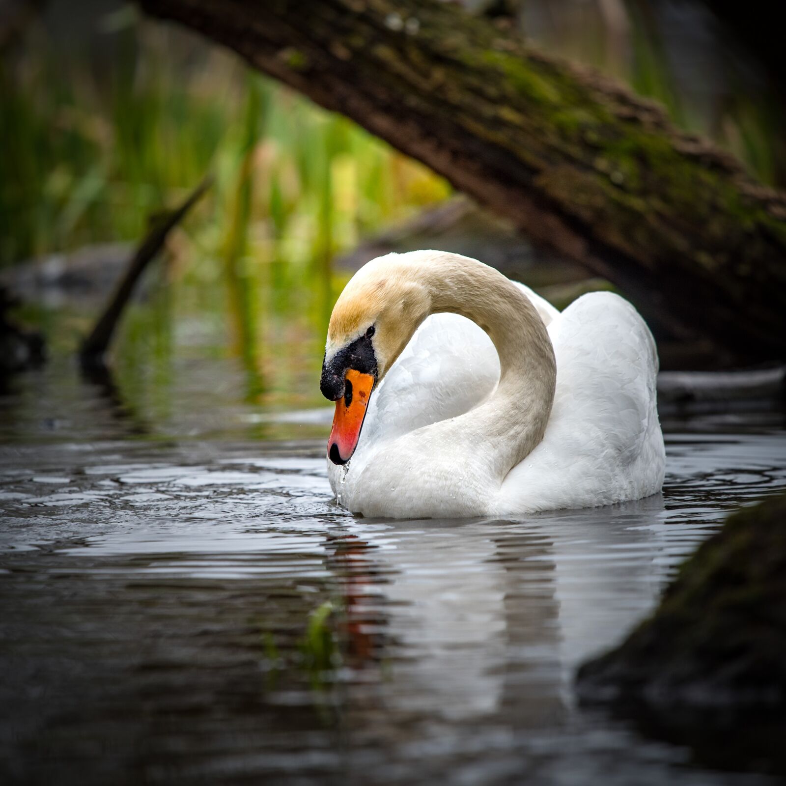 Nikon D750 sample photo. Swan, white, nature photography
