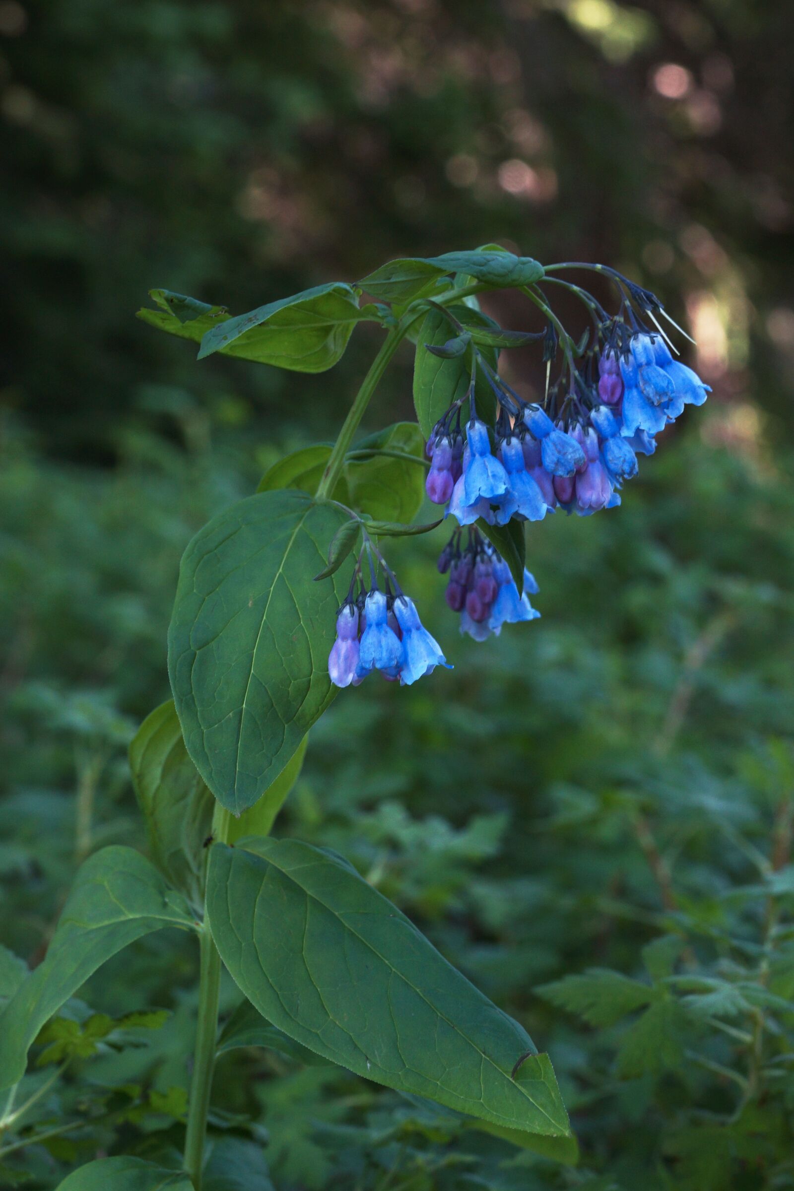 Sony SLT-A65 (SLT-A65V) sample photo. Blue, bell, wildflower photography