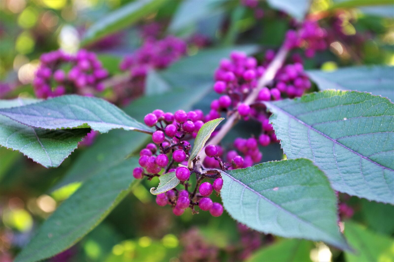 Pentax K-S2 sample photo. Nonpareils, bush, nature photography
