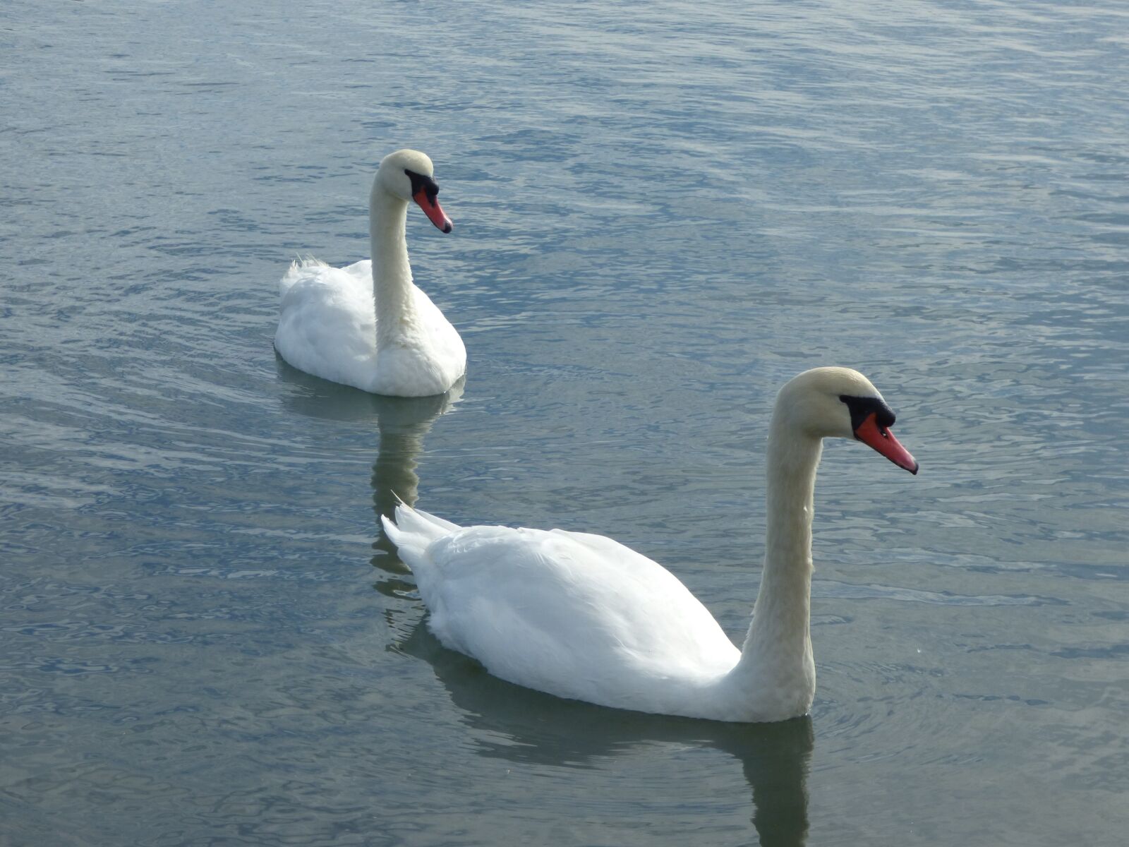 Panasonic DMC-FZ72 sample photo. Swans, lake, birds photography