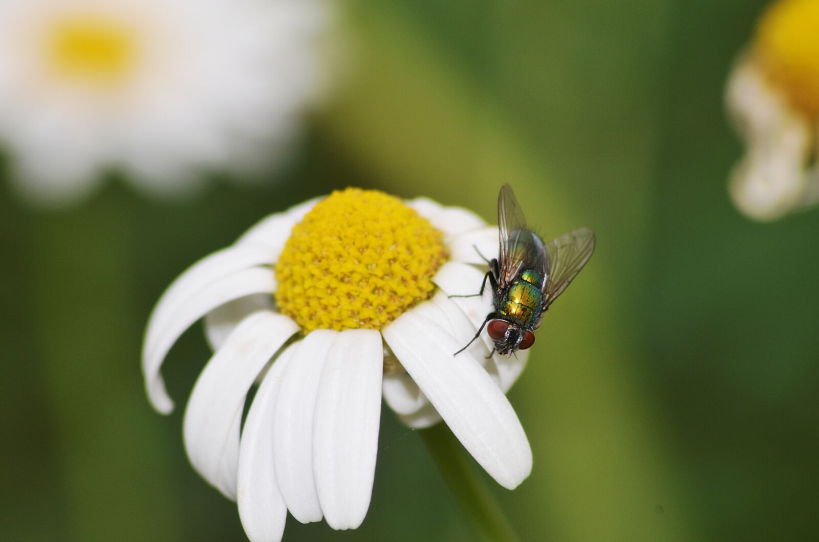 Nikon D5100 sample photo. Fly, flower, insects photography