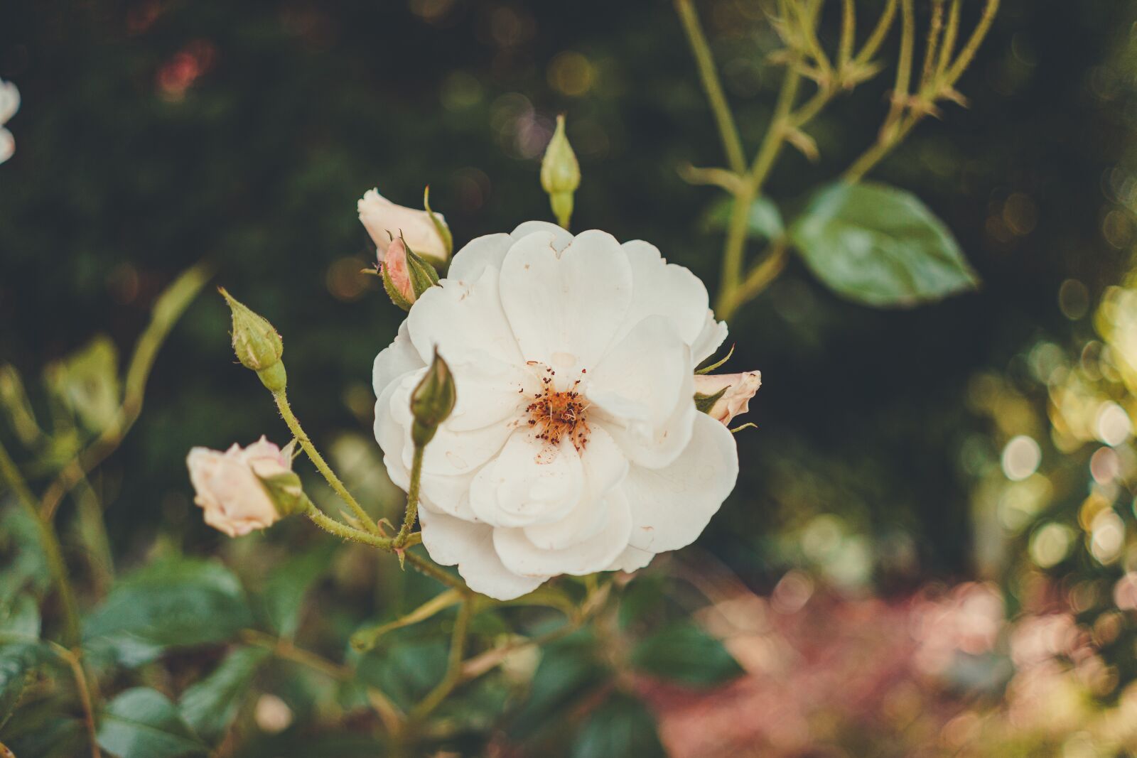 Sony a7 II sample photo. Rose, flower, white photography