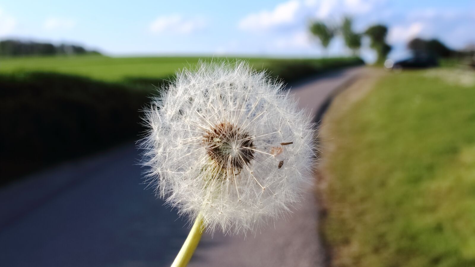 Canon EOS 1300D (EOS Rebel T6 / EOS Kiss X80) sample photo. Dandelion, plant, spring photography