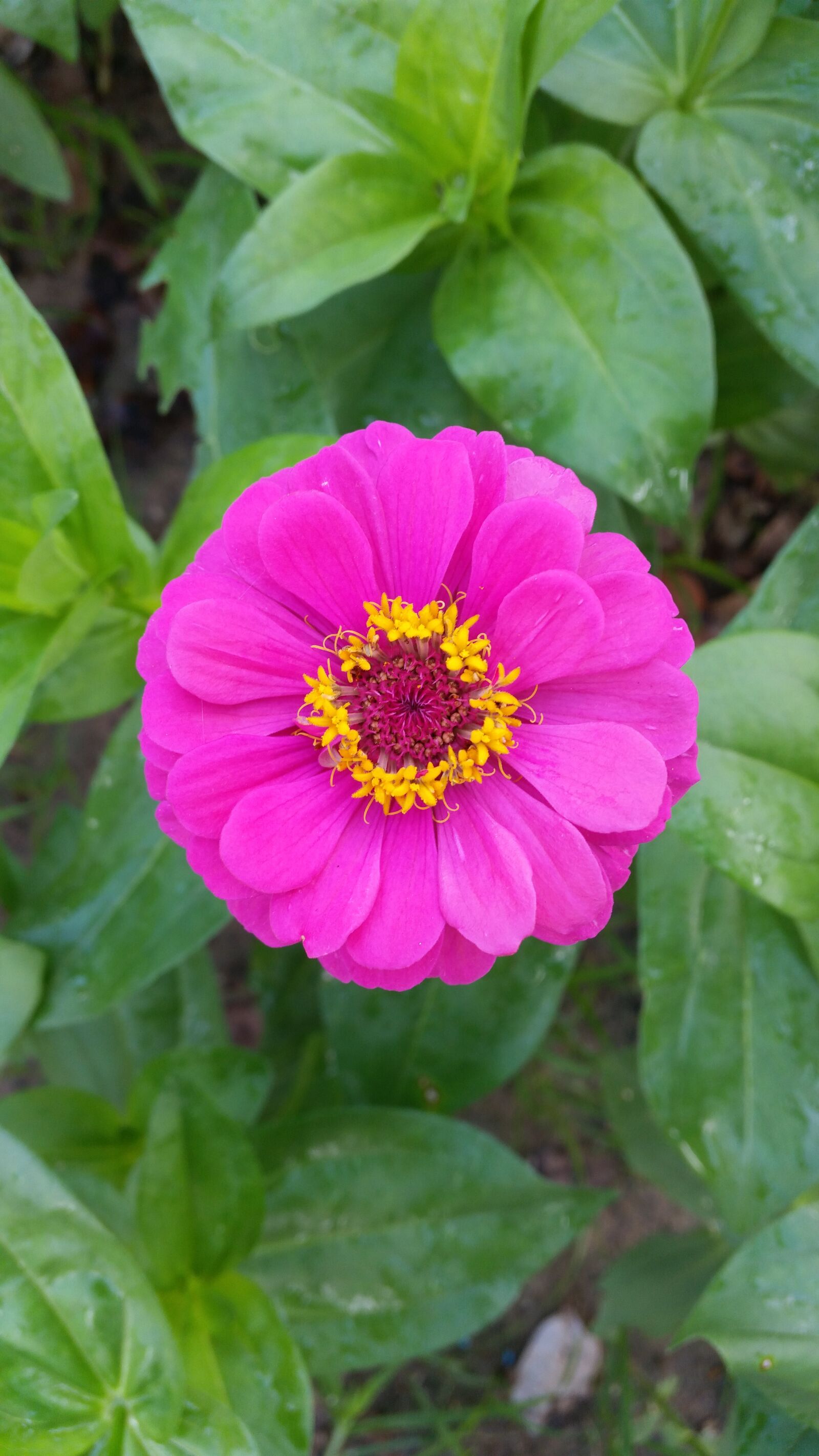 Samsung Galaxy S5 sample photo. Flower, flowers, flowers thailand photography