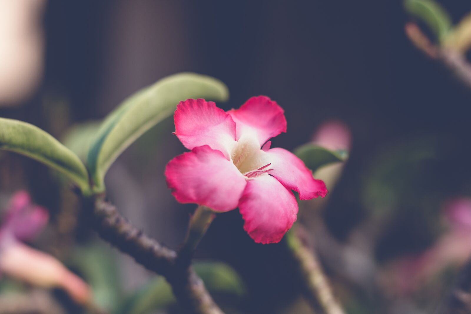 Canon EOS 700D (EOS Rebel T5i / EOS Kiss X7i) + Canon EF 50mm F1.8 STM sample photo. Invited to visit, plant photography