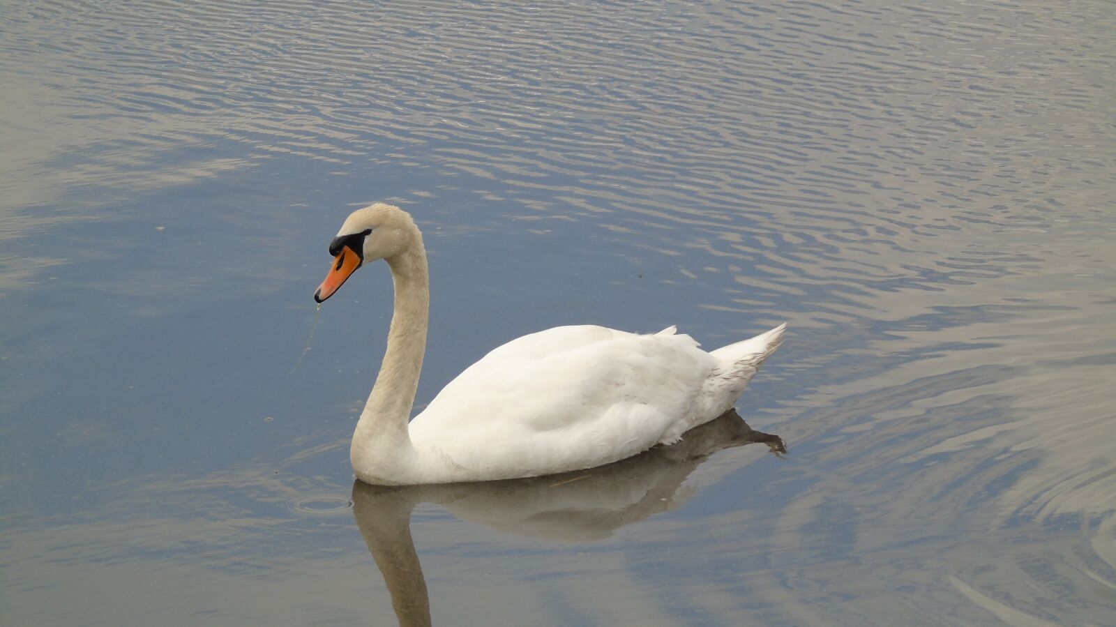 Sony Cyber-shot DSC-H400 sample photo. Swan, white feathers, wildlife photography