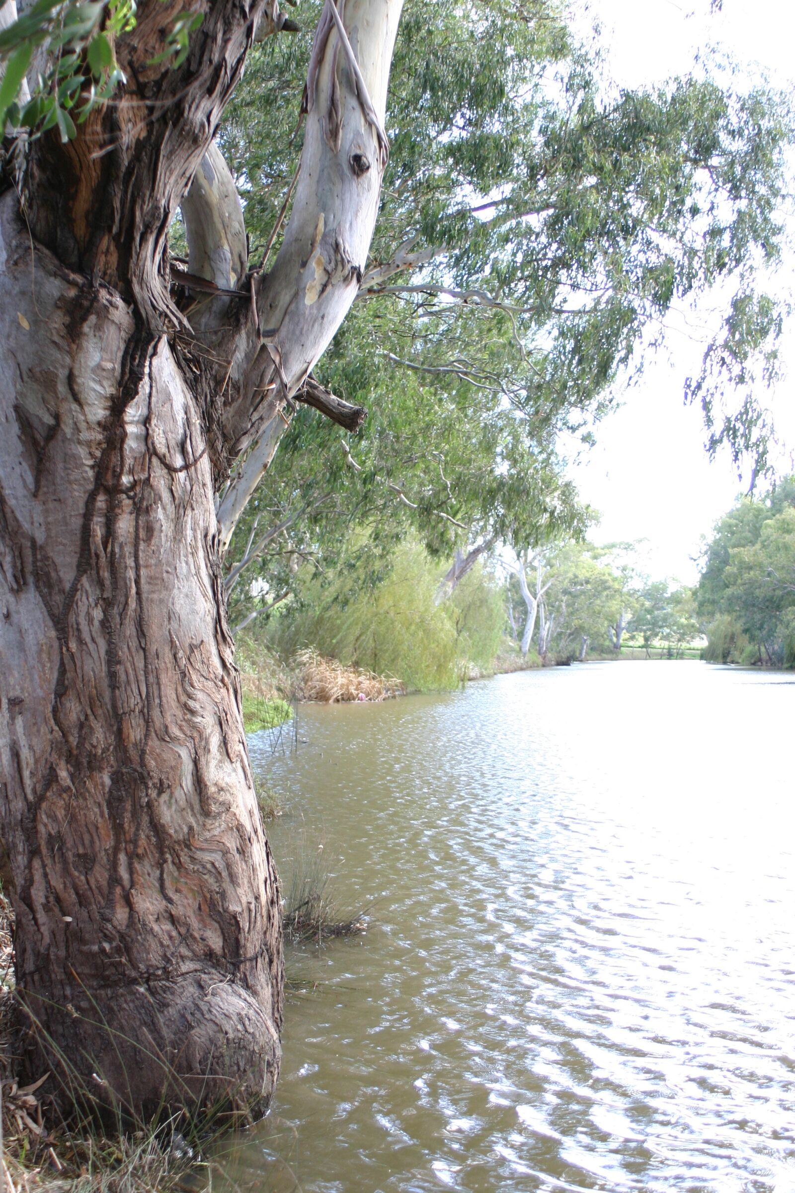 Canon EOS 300D (EOS Digital Rebel / EOS Kiss Digital) sample photo. Gum, tree, river photography