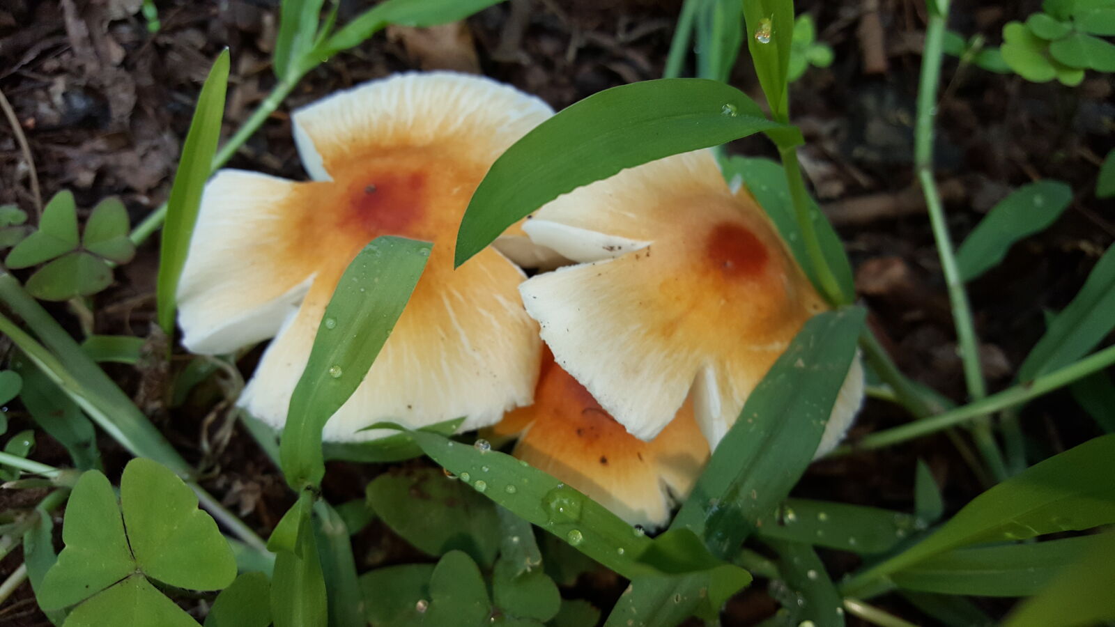 Samsung Galaxy S6 sample photo. Close, up, view, mushroom photography