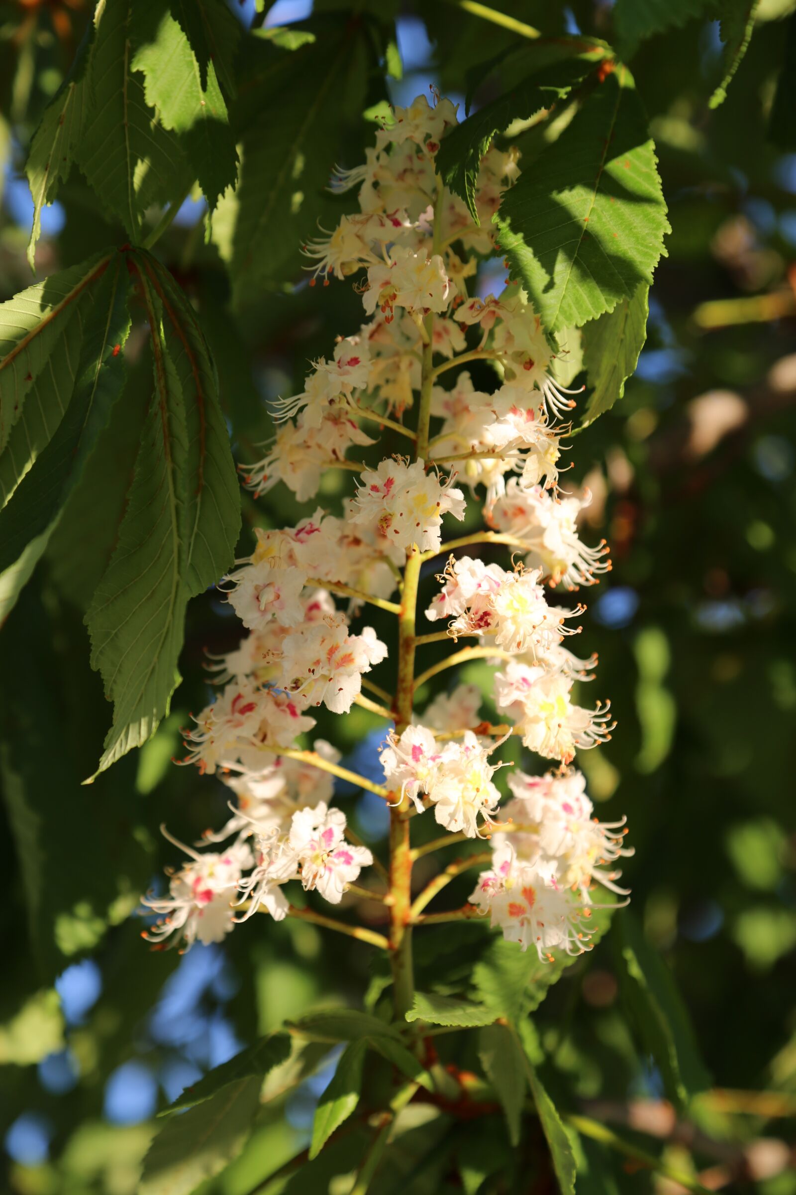 Canon EF 24-105mm F4L IS USM sample photo. Nature, plant, tree photography