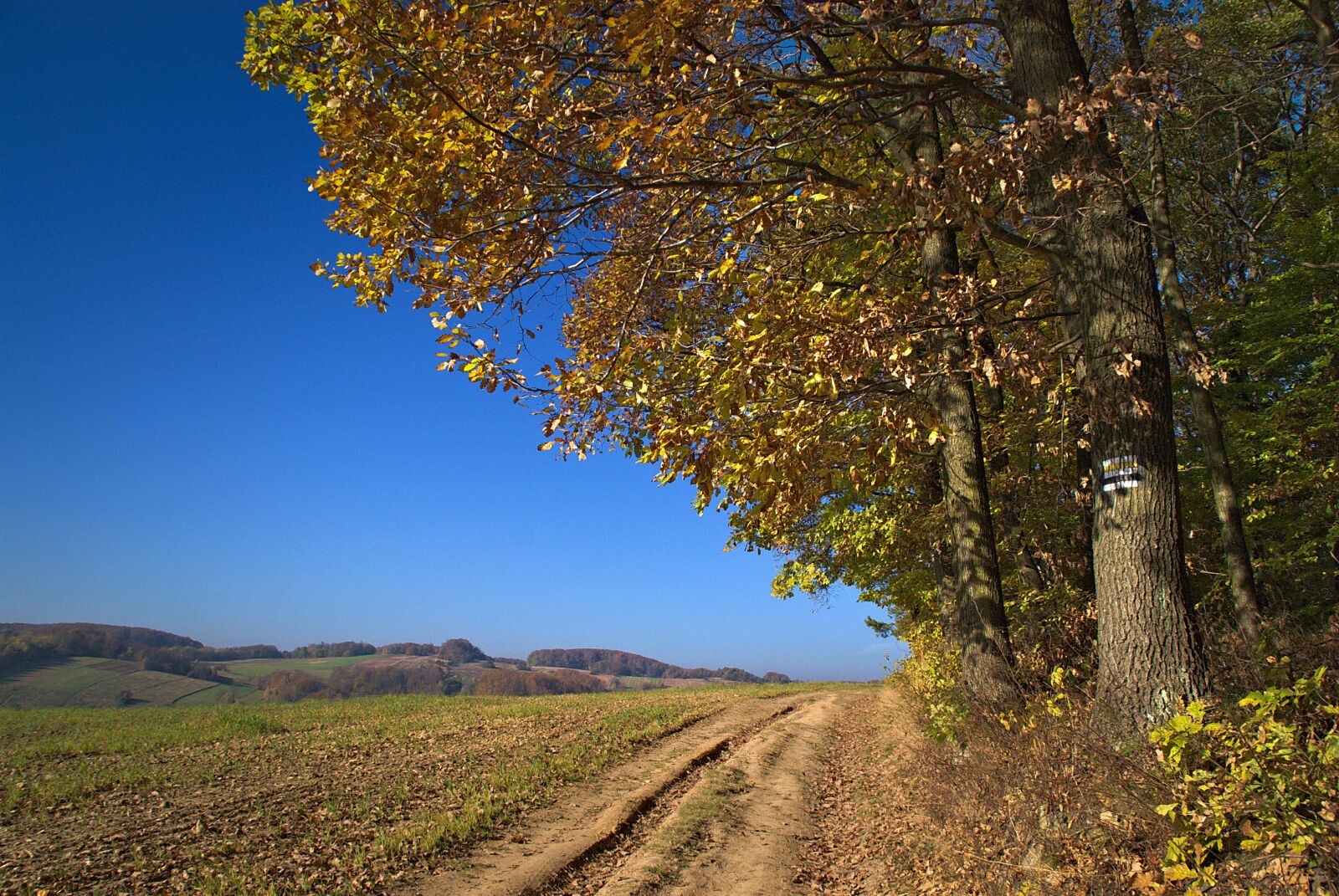 Nikon D80 sample photo. Way, forest, trail photography