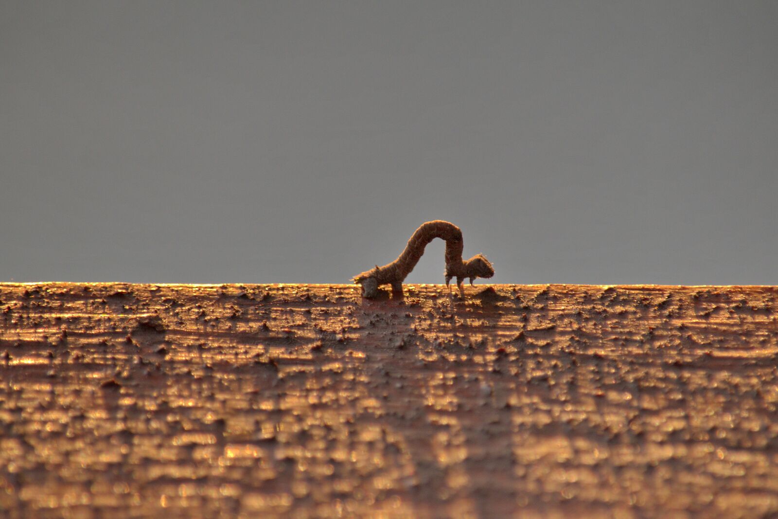 Nikon D5500 sample photo. Crawl, dusk, insect, larva photography