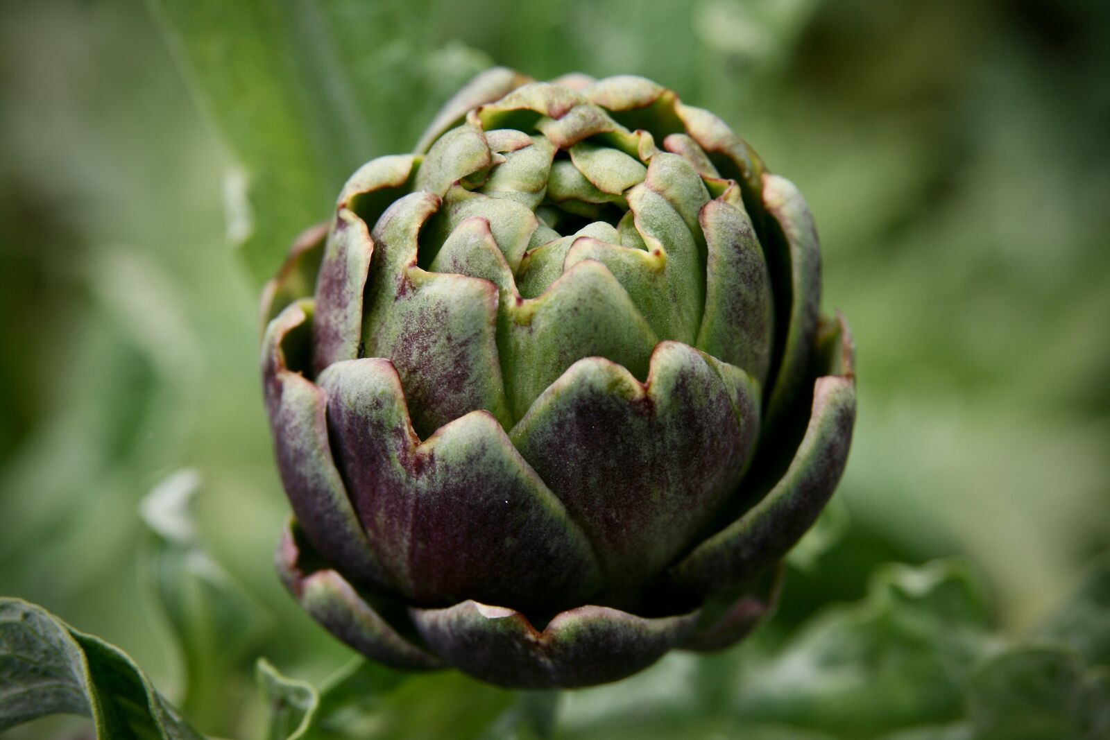 Canon EOS 400D (EOS Digital Rebel XTi / EOS Kiss Digital X) sample photo. Artichoke, blossom, bloom photography