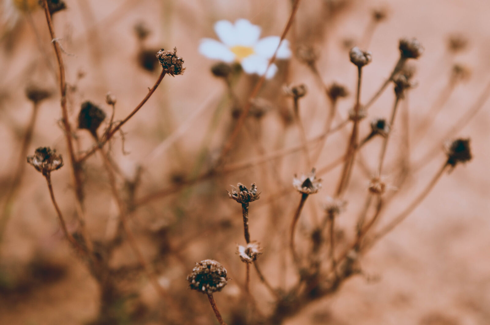 Sony Alpha NEX-F3 + Sony E 18-55mm F3.5-5.6 OSS sample photo. Nature, flower, summer, warm photography