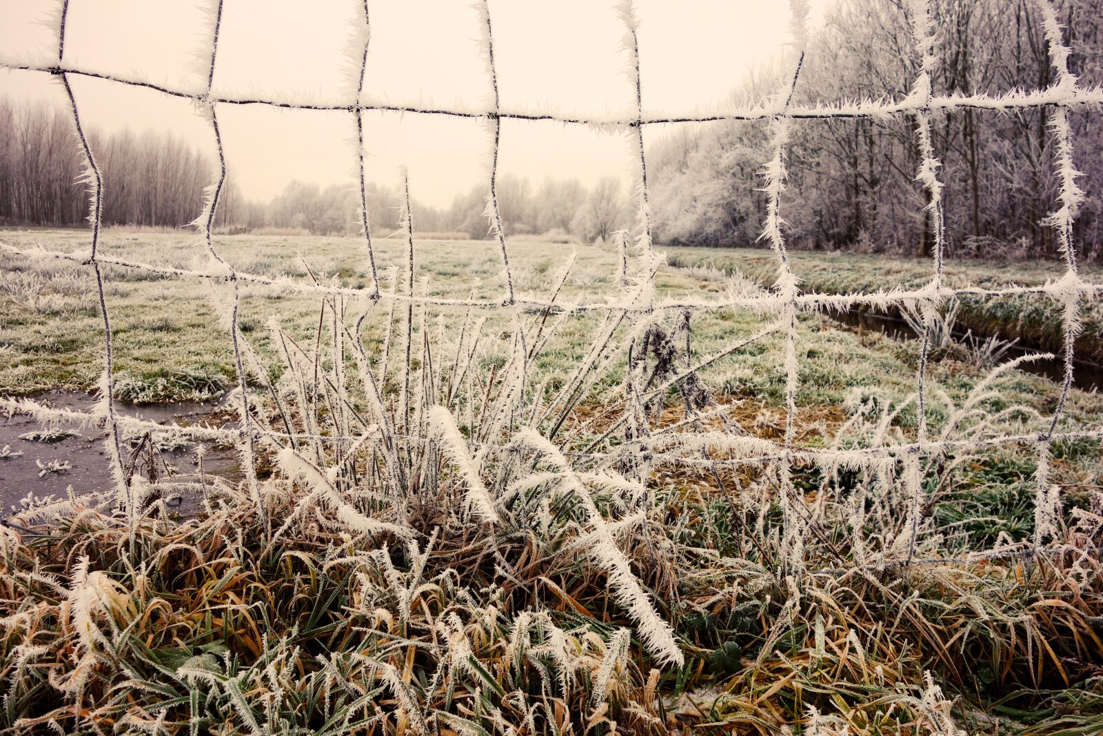 Sony Cyber-shot DSC-RX100 sample photo. Wire, mesh, hoarfrost photography