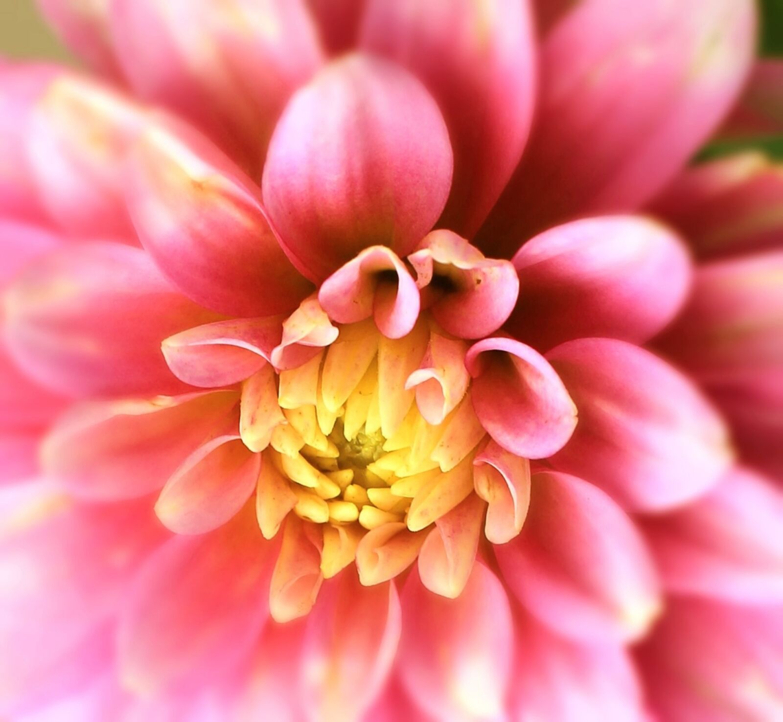 Canon EOS 1100D (EOS Rebel T3 / EOS Kiss X50) sample photo. Dahlia, flower, blossom photography