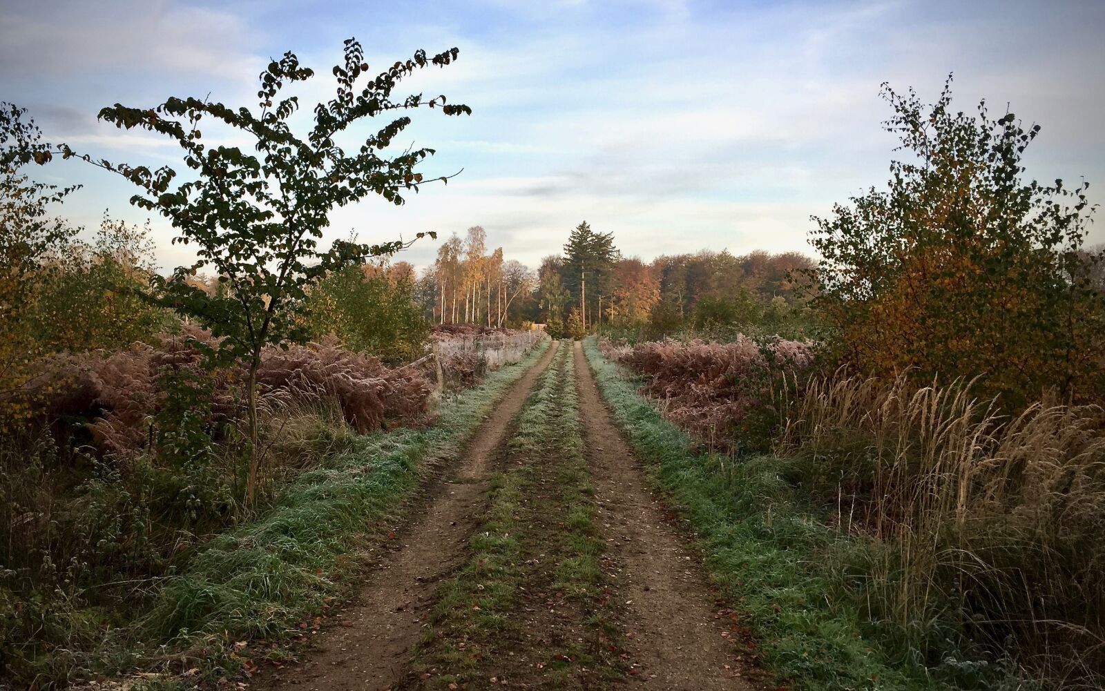 iPhone 6 back camera 4.15mm f/2.2 sample photo. Forest, path, road photography