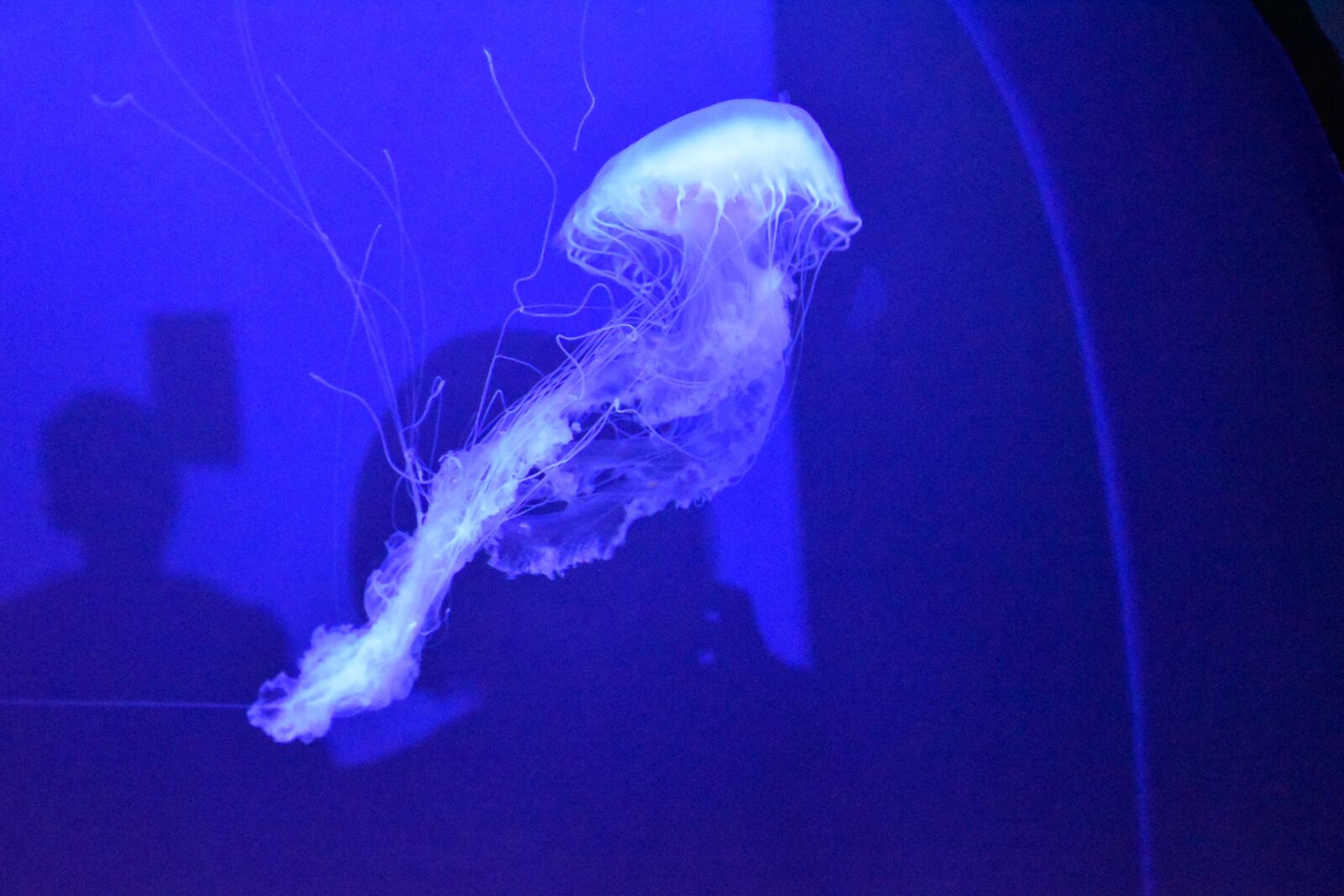 Nikon D3500 sample photo. Ocean, jellyfish, underwater photography